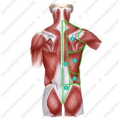 Anatomische Regionen des Rückens